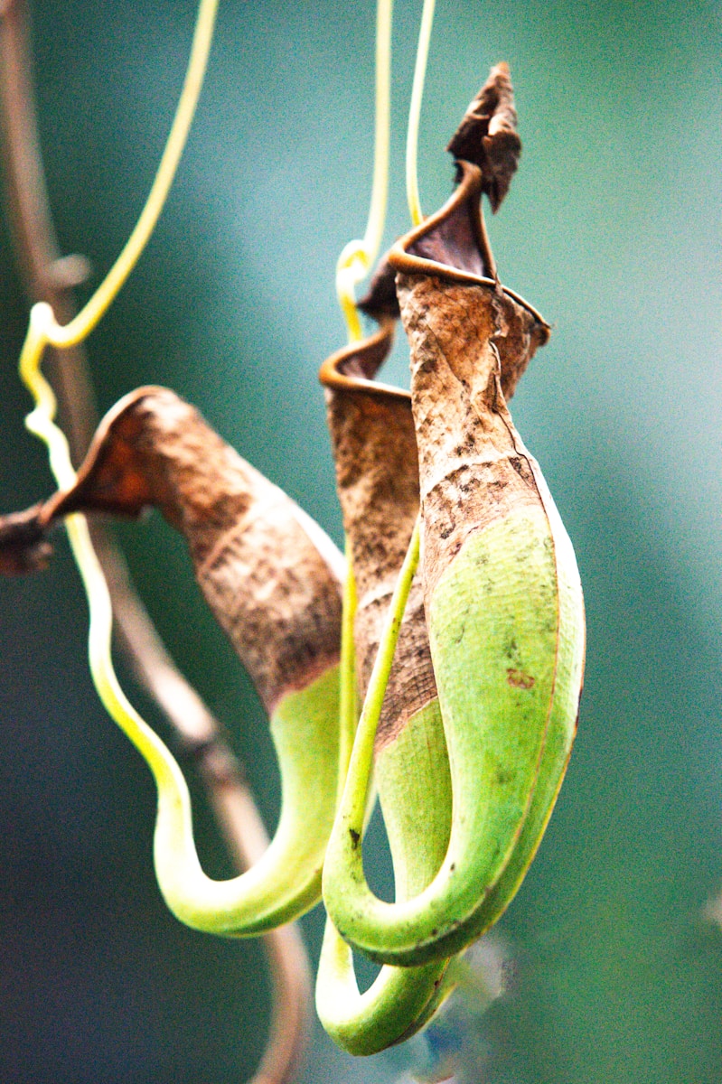 A close up of a plant hanging from a tree