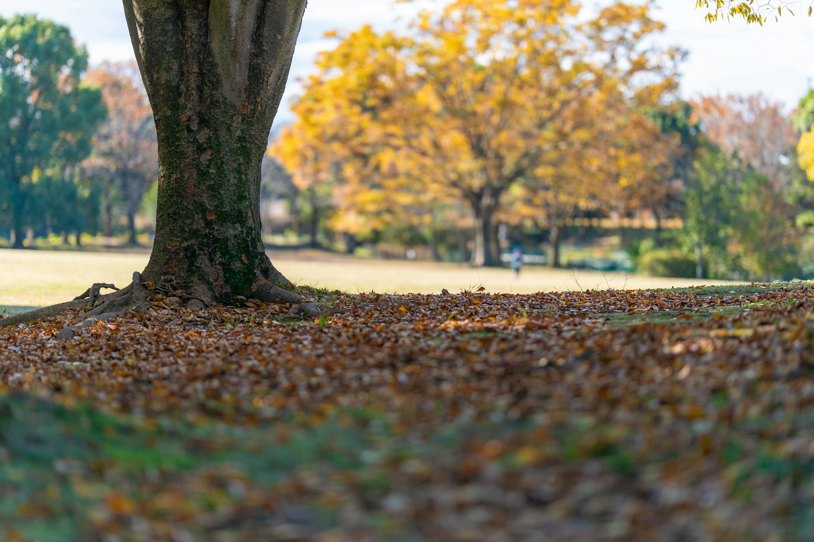 A park bench under a tree with leaves on the ground