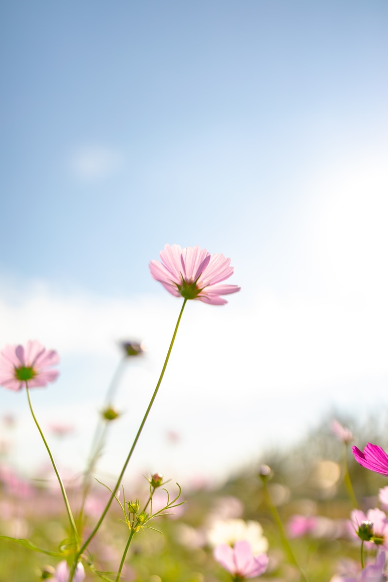 A field full of pink flowers under a blue sky