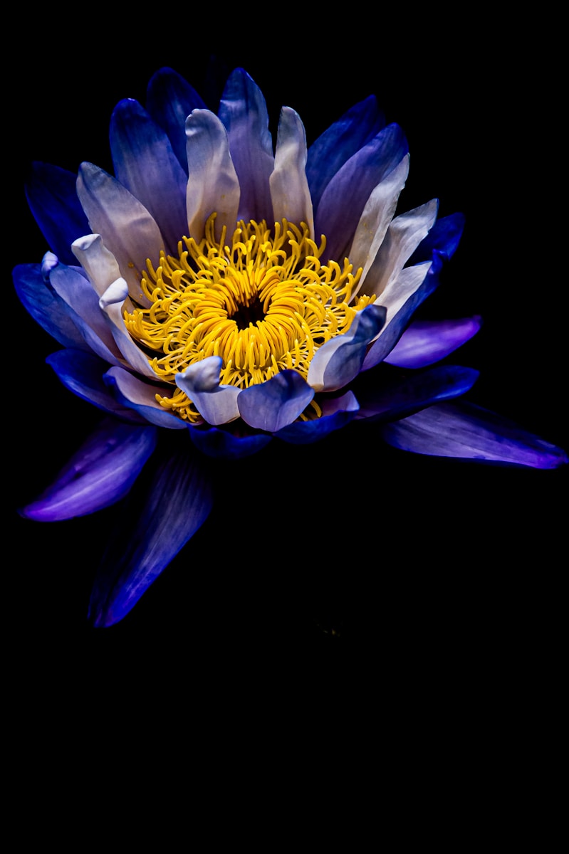 A blue and yellow flower on a black background