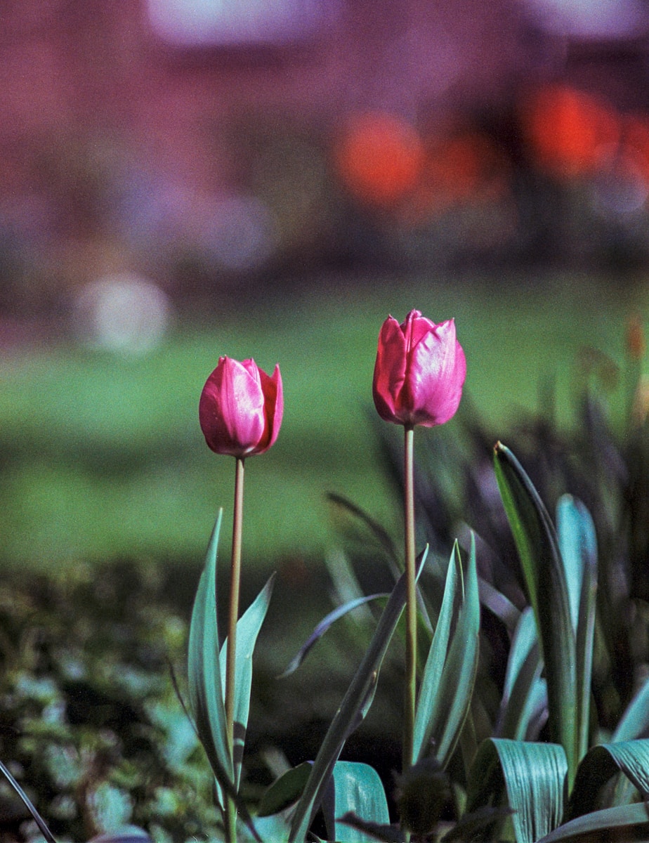 a couple of pink tulips are in the grass