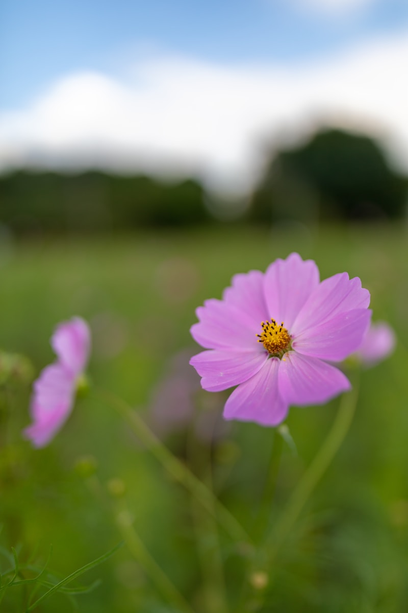 A pink flower in a field of green grass